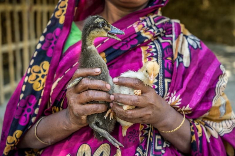 Chicks and ducks help generate income.